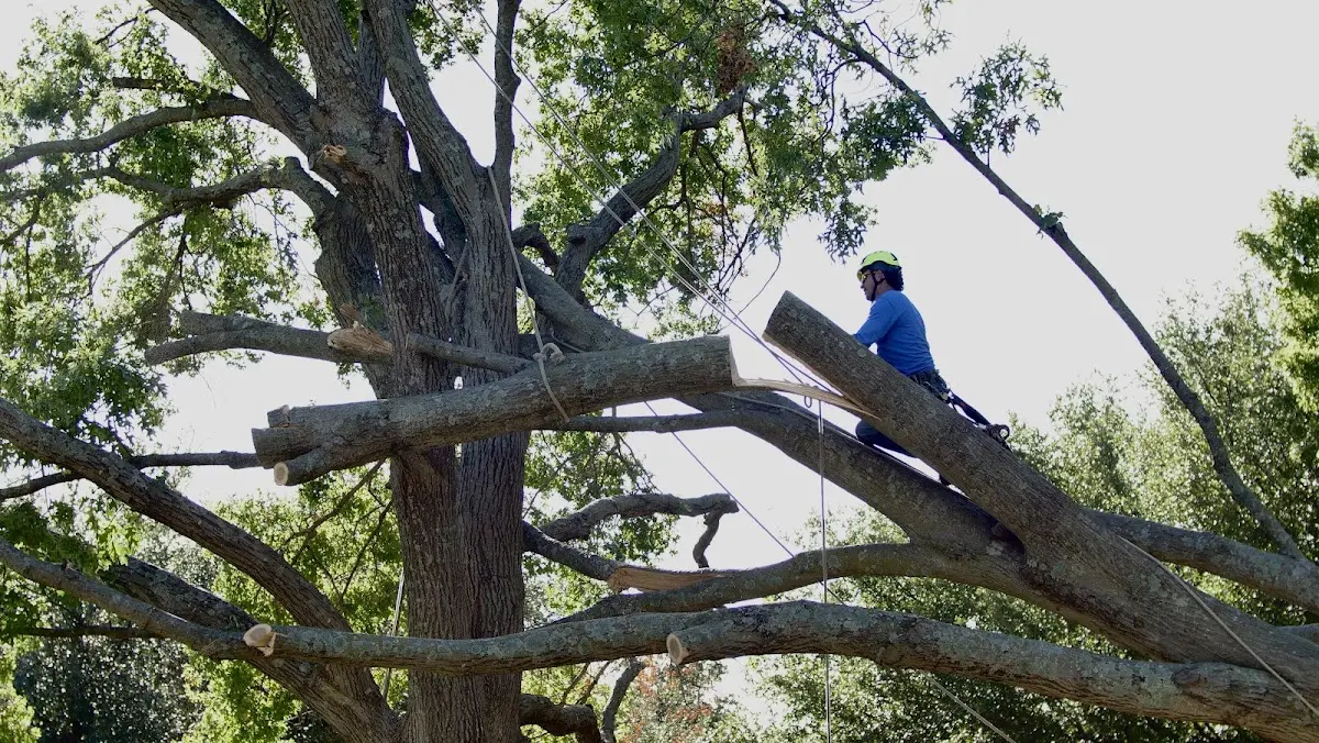 Professional Crown Thinning performed by certified arborists in Monsey