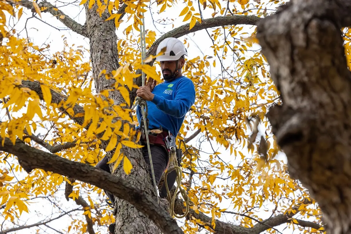 Skilled Tree Transplanting crew working in Monsey